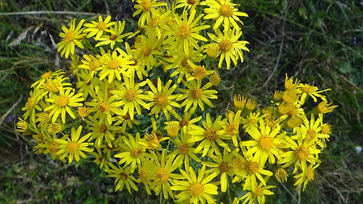 Czym jest starzec jakubek? Niebezpieczna roślina w polskich lasach -  Wiadomości