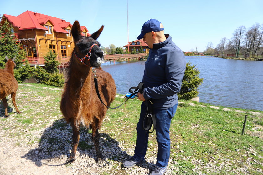 Złapał lamę uciekinierkę