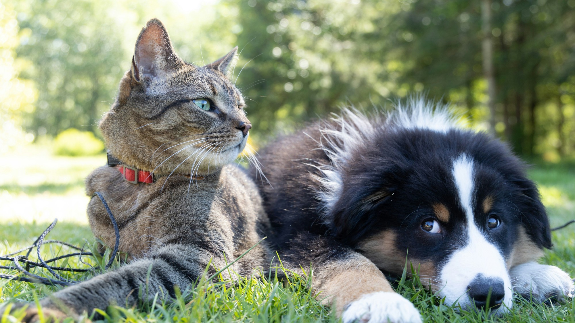 Proces starnutia prebieha u psov a mačiek rozdielne v dôsledku odlišností v ich fyziológii a potrebách.