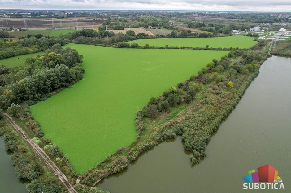 Vodena salata na Palićkom jezeru