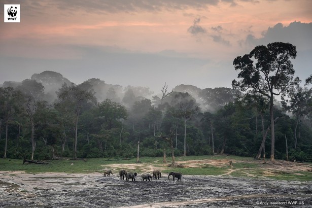 Słoń afrykański WWF