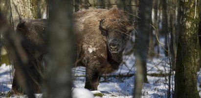 Koniec z komercyjnym odstrzałem żubrów