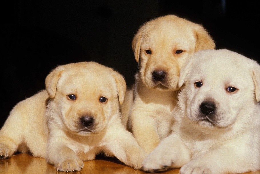 labrador, pies