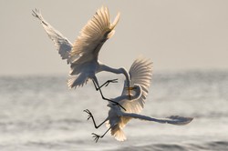 Walka o Krajową Radę Spółdzielczą. "Działania poza ustawą i statutem"?