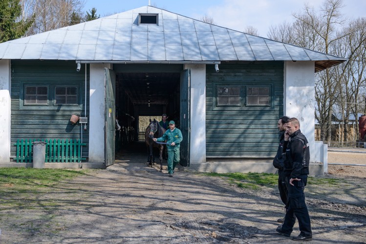 Przygotowania do wywózki koni