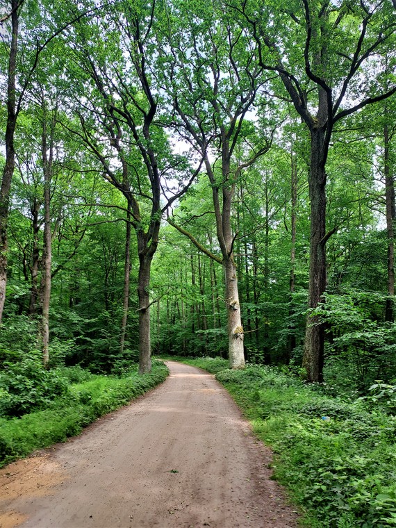 Część szlaku Green Velo w Puszczy Białowieskiej