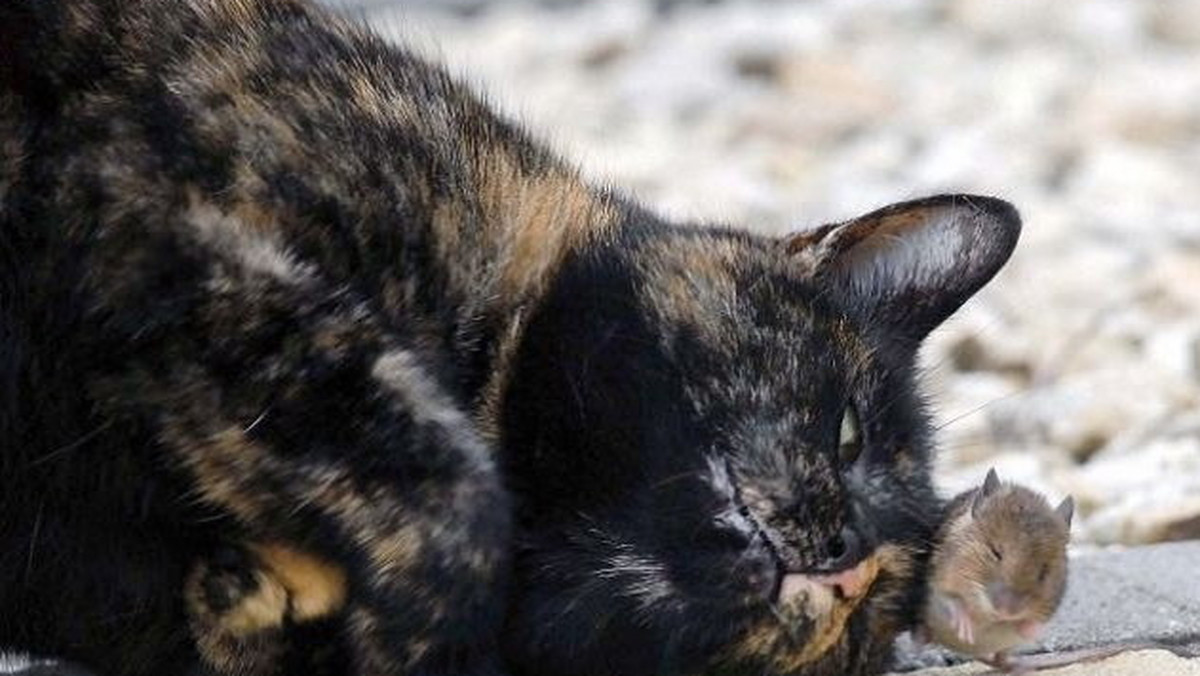 Paul Mealey z Westport z Irlandii dwa lata temu zaadoptował kotkę o wdzięcznym imieniu Lala. Niedawno odkrył, że zwierzak zawiera bardzo nietypowe znajomości.