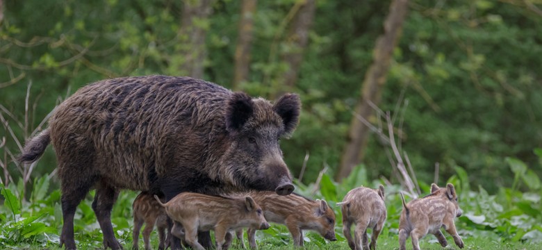 Fatalna pomyłka, biskup zamiast dzika postrzelił myśliwego