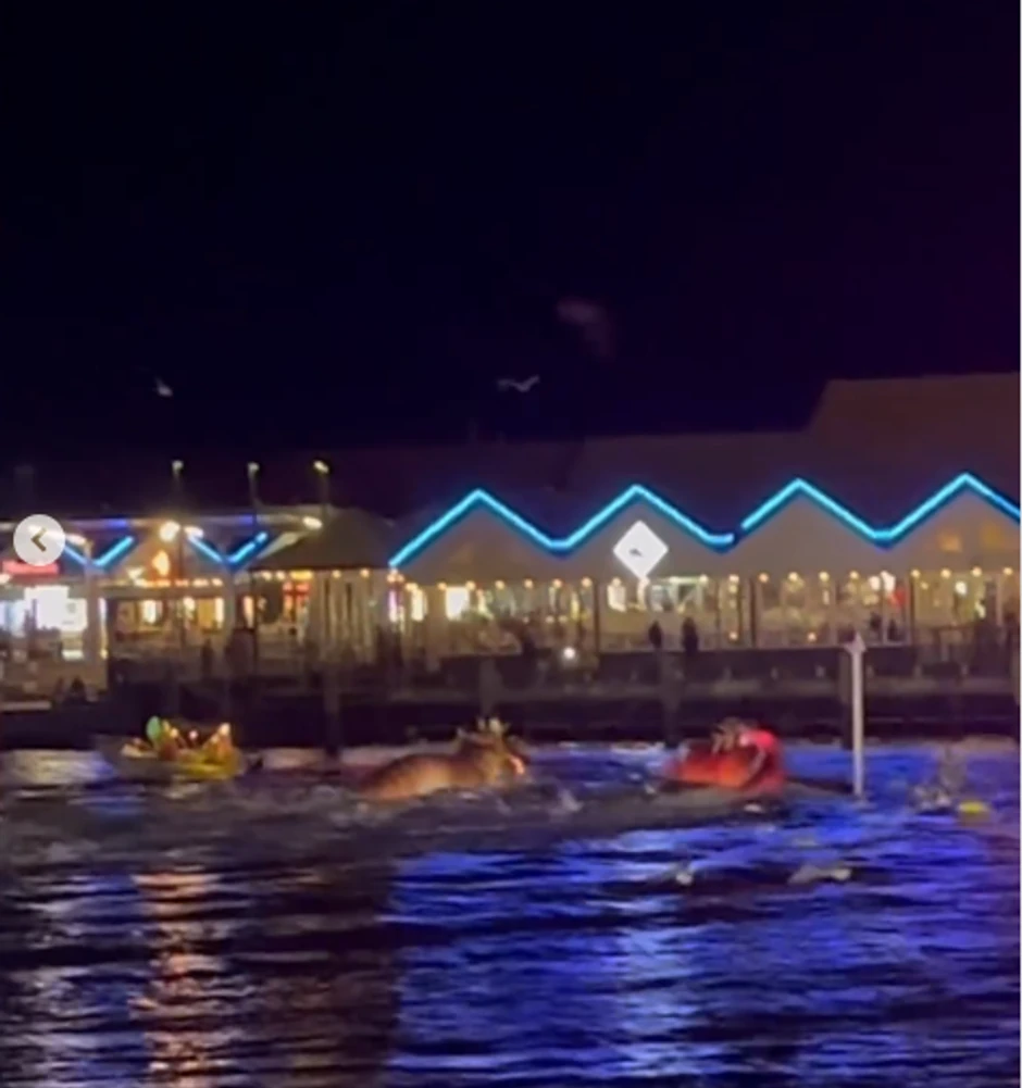 Ljiljana Blagojević u Australiji