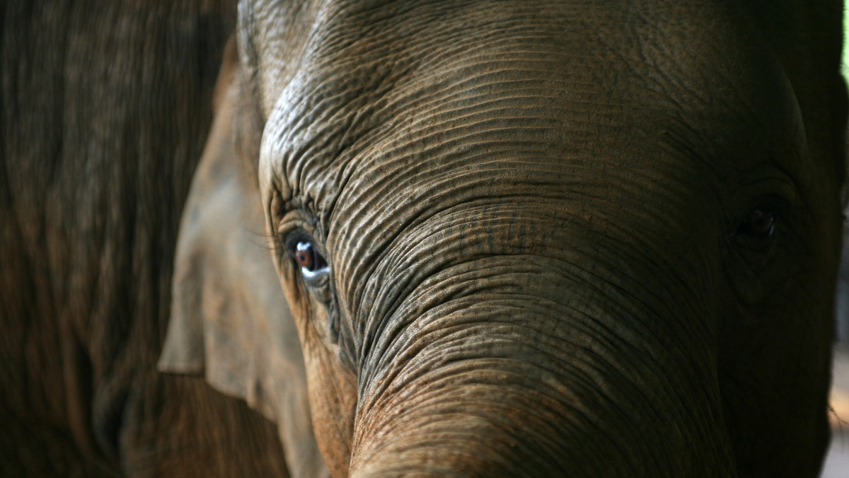 Sri Lanka: Znęcanie się nad słoniem podarowanym od Birmy