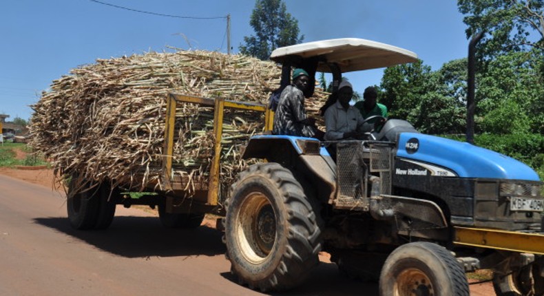 Kenyan sugar lobby opposes plans to reintroduce cane zoning