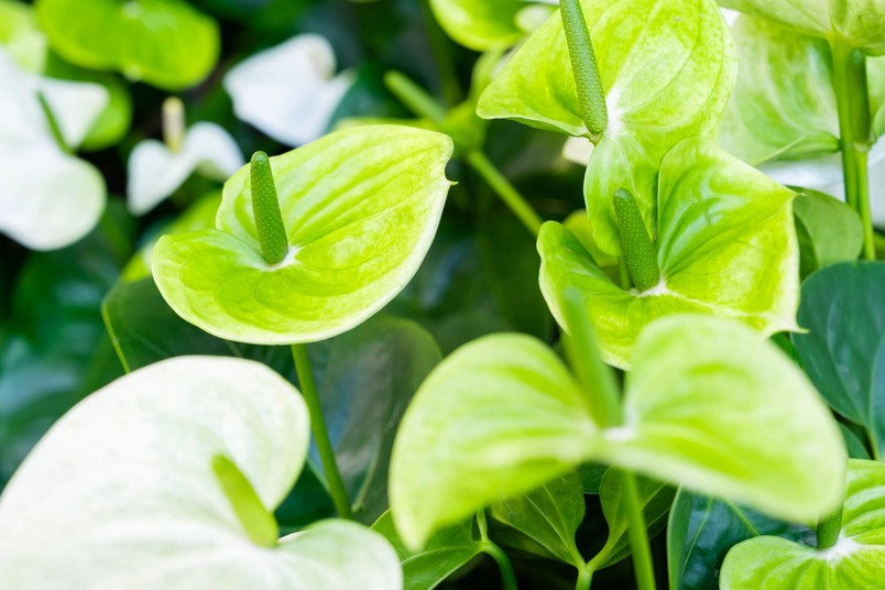 Kolory kwiatów anturium. Jakie kolory może mieć anturium?