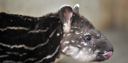 Mały tapir gwiżdże na tatę :P