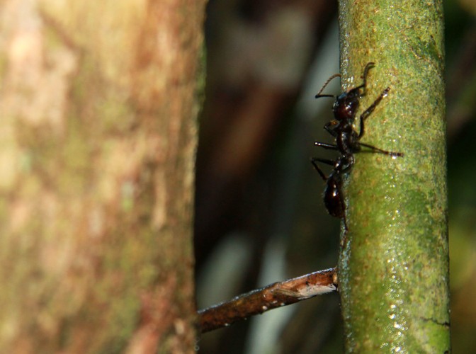 Mrówka (conga), która przez ugryzienie 'funduje' 24 godziny agonii