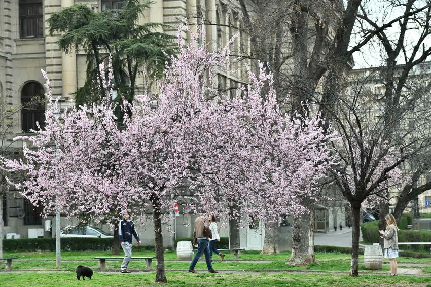 Najveći alergeni su poleni tise, bresta, jove, jasena, a počinje i polen vrbe