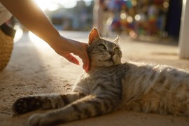 Pomazila je MAČKU tokom putovanja, pa ZAVRŠILA U BOLNICI sa opasnom infekcijom: "Drhtala sam na 34 stepena, gutljaj vode nisam mogla da zadržim"