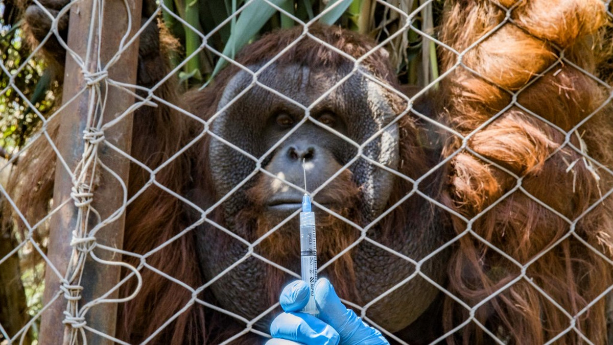 Chile: zoo zaszczepiło wielkie koty i orangutana przeciwko COVID-19