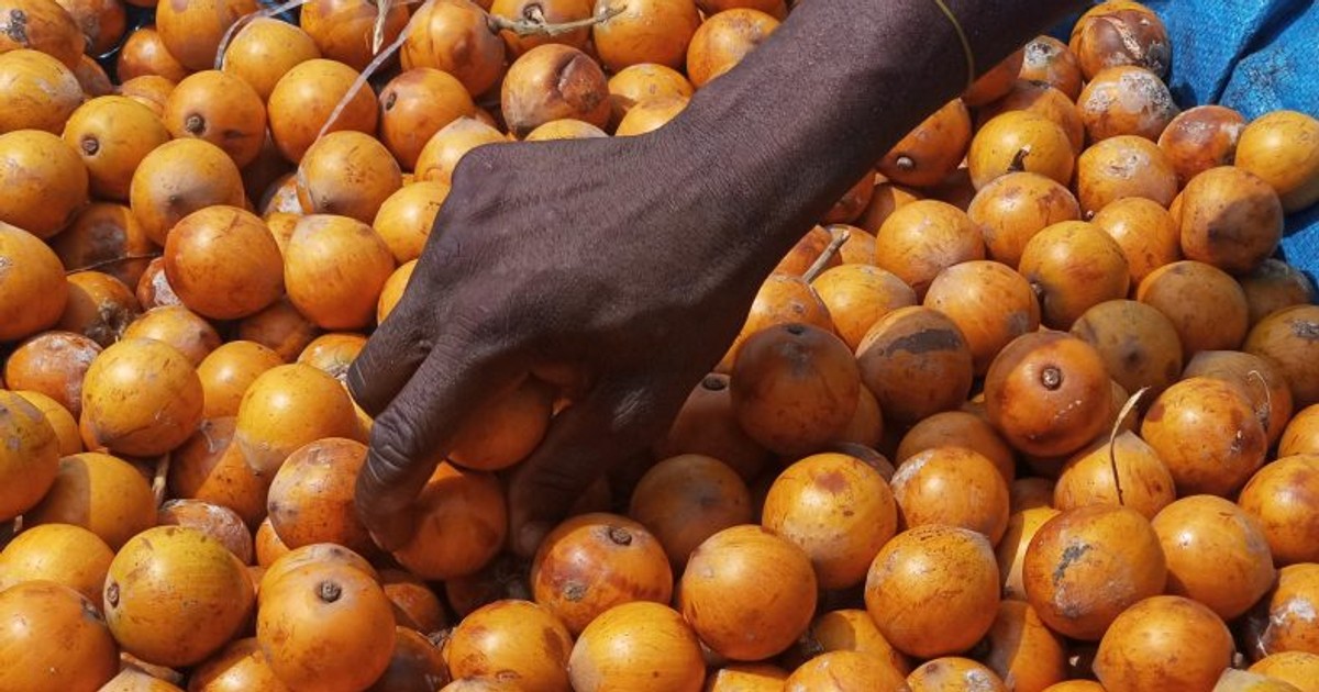 5 Interesting Health Benefits Of Agbalumo African Star Apple Pulse Nigeria