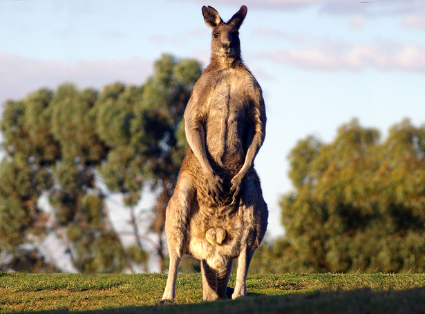 Obsceniczny kangur na polu golfowym