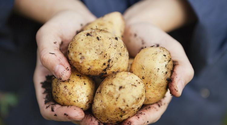 Ha nincs spájzod, akkor így tárold a krumplit. Fotó: Getty Images