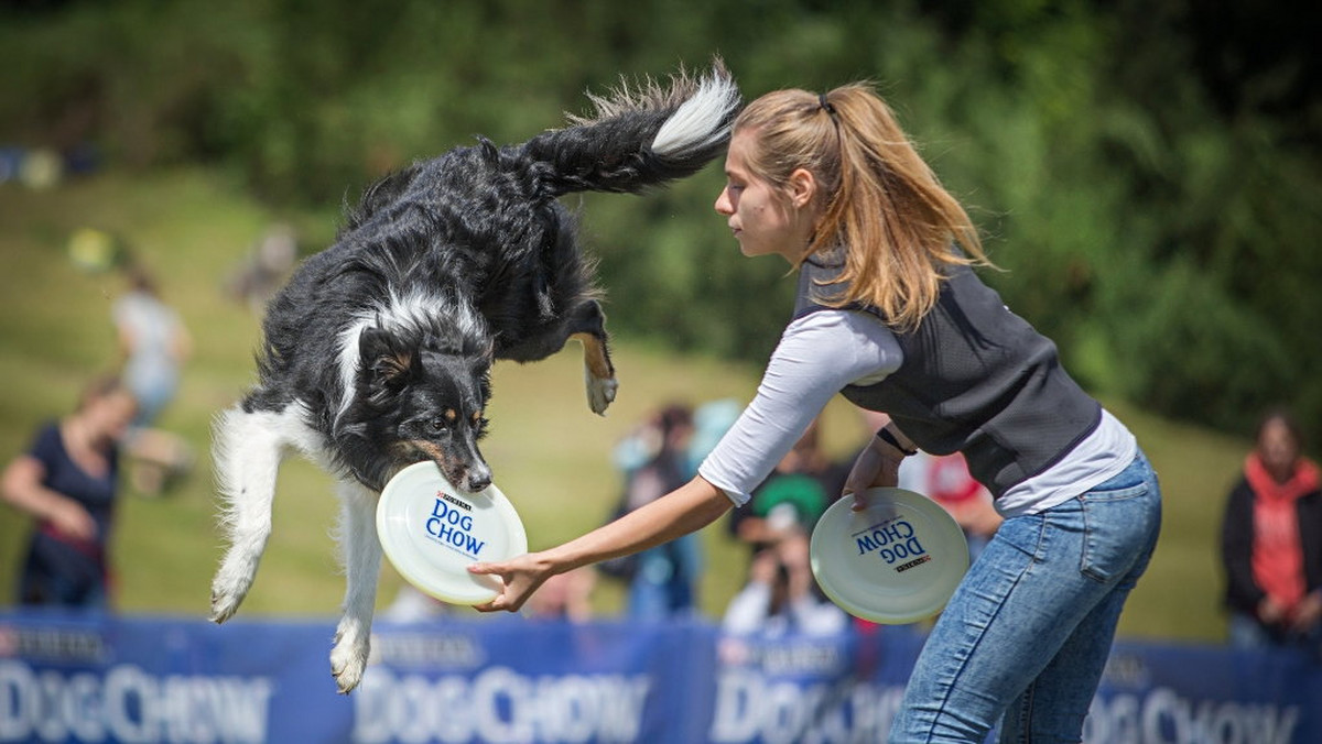 W sobotę i niedzielę na poznańskiej Cytadeli będzie można znów zobaczyć "latające psy". Odbędzie się tam dziesiąta edycja zawodów Dog Chow Disc Cup, podczas których czworonogi pokażą umiejętności łapania frisbee czy skoków do wody.