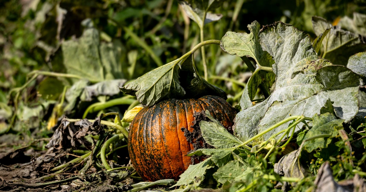 Dynia większa od auta. Właściciel zgarnął 21 tys. dolarów i tytuł mistrza świata