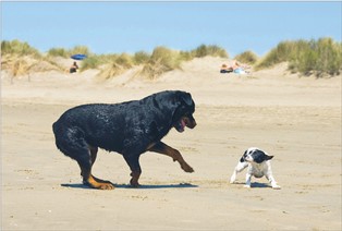 Małe firmy są zmuszane do mariażu z gigantami