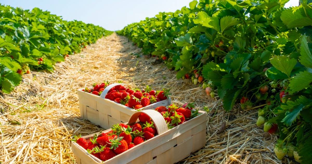 Truskawki w kobiałce nie zawsze są polskie. Rolnik zdradza, na co zwrócić uwagę
