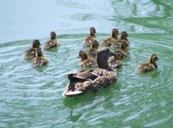 Uratuj kaczki przed psami