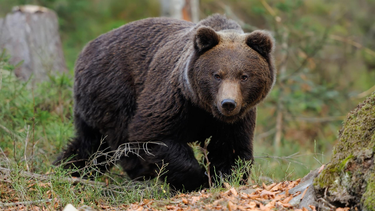 Uwaga niedźwiedź! Polska gmina wydała ostrzeżenie