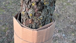 Opaska z tektury falistej na drzewa owocowe. Nie będzie robaków w śliwkach, jeśli owiniesz nią pień śliwy