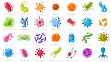A leggyakoribb meghűlést, megfázást okozó vírusok a rhinovírusok, az RSV (respiratory syncytial vírus), parainfluenza vírusok, enterovírusok, adenovírusok. 