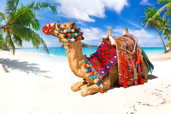 Putovanje za dvoje može biti vaše: Pronađite SKRIVENU KONTIKI KAMILU na Blicu i KONTIKI VAS VODI U TUNIS