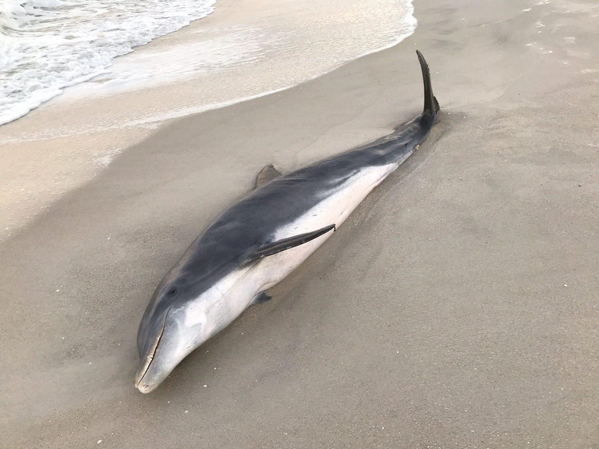 The carcass of a dolphin with a puncture wound to its head is pictured in Naples