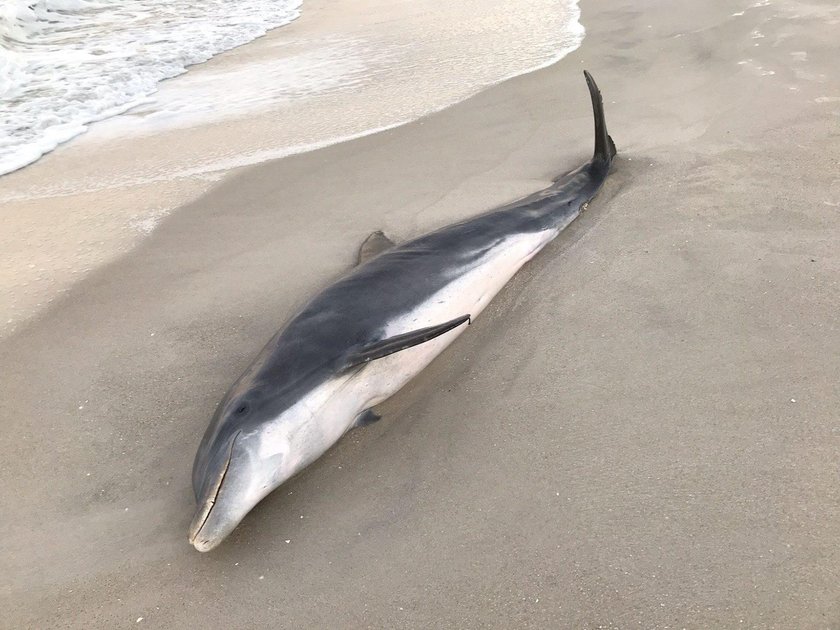 The carcass of a dolphin with a puncture wound to its head is pictured in Naples