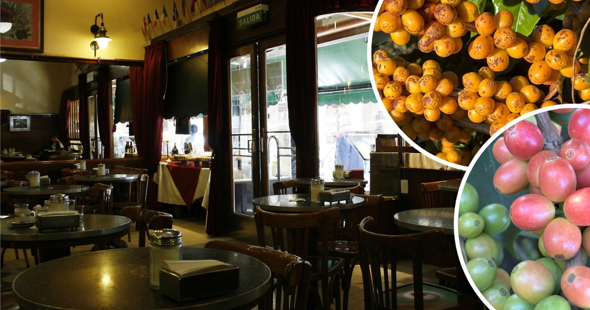 W restauracjach płacz i zgrzytanie zębów. Kawa dobija właścicieli. "Tak źle nie było od 50 lat"