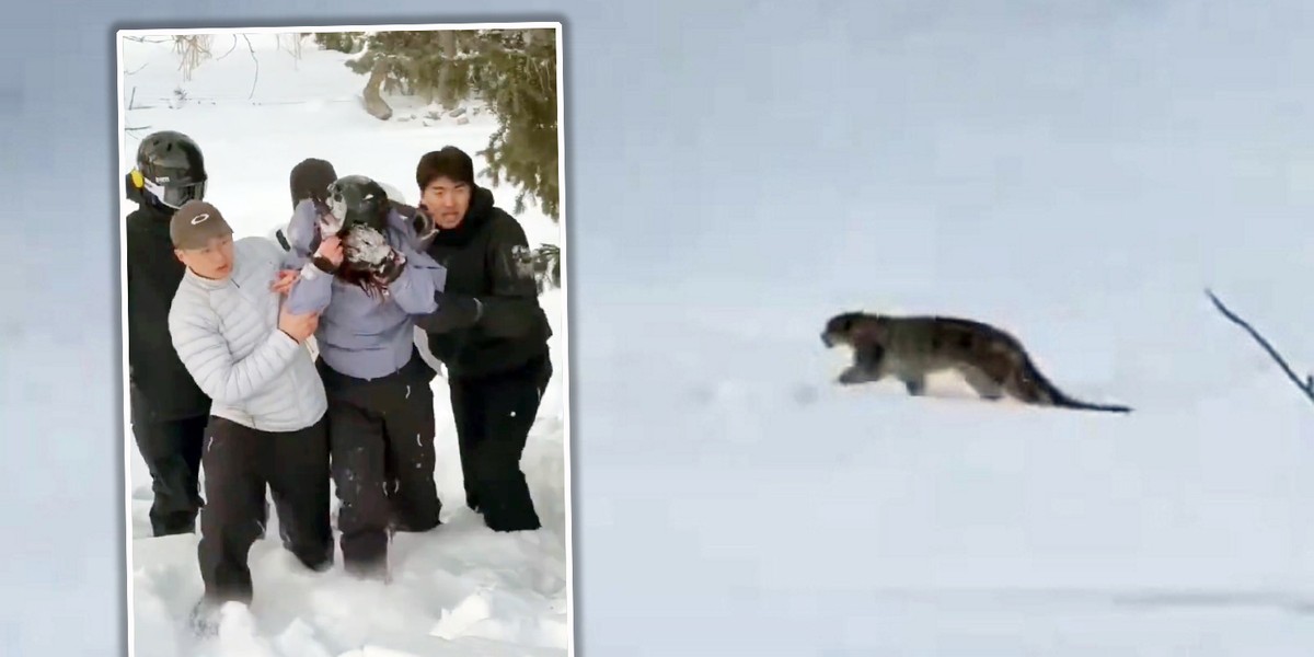Narciarka zaatakowana przez irbisa. Według relacji świadków kobieta chciała zrobić mu zdjęcie.