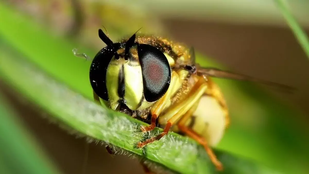 Osy pomogą ulepszyć system nawigacji dronów