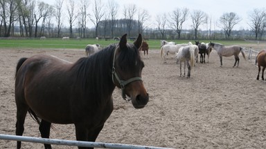 200 lat stadniny koni w Janowie Podlaskim