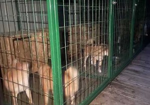 Nelegalne prodaje skupocenih rasa pasa 