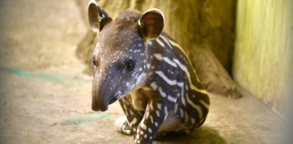 Nowy mieszkaniec ZOO w Łodzi. Zachwycający