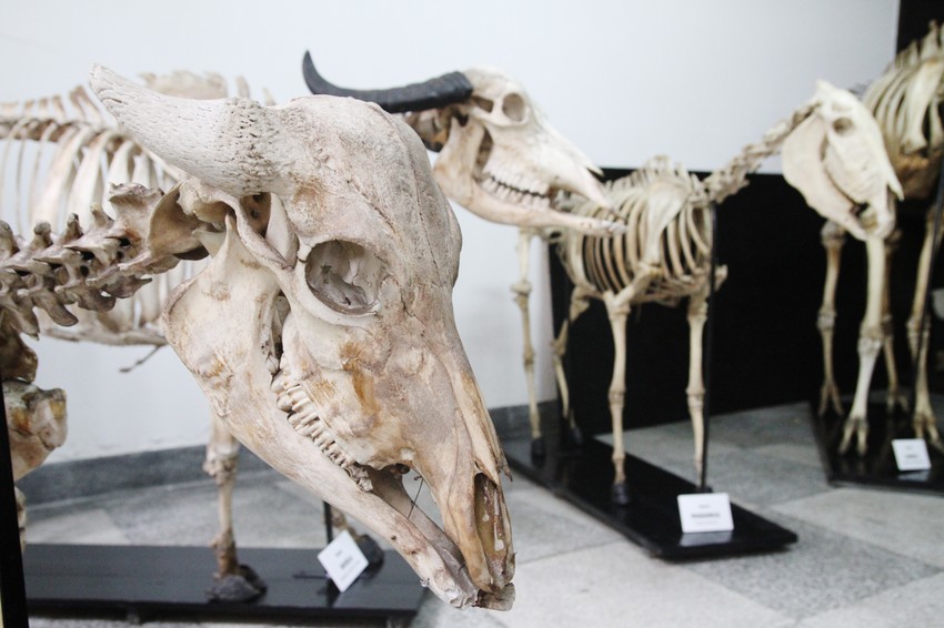 Životinjske lobanje i kosturi