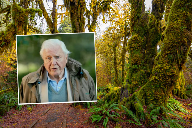 David Attenborough, źródło: YouTube BBC