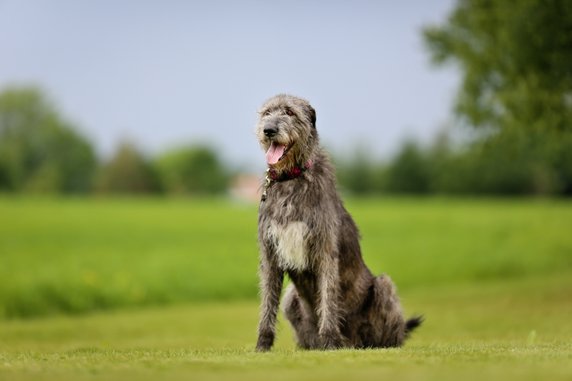 Wilczarz irlandzki - Adobe Stock - Mikkel Bigandt