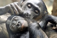 Bonobos grooming