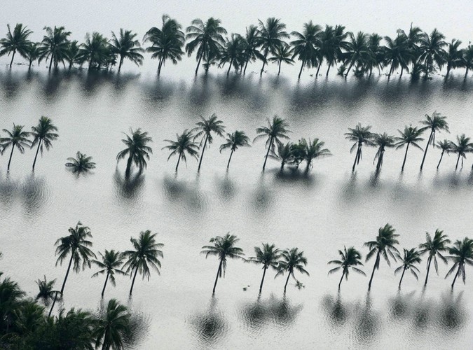 Zalana plantacja kokosów w prowincji Ayutthaya