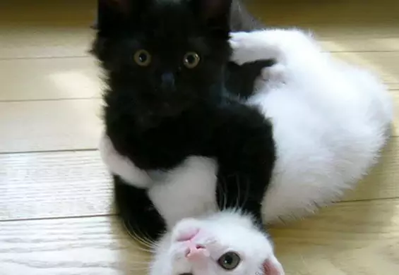 Te koty wyglądają zupełnie jak chińska koncepcja ying i yang. Kontrasty im służą