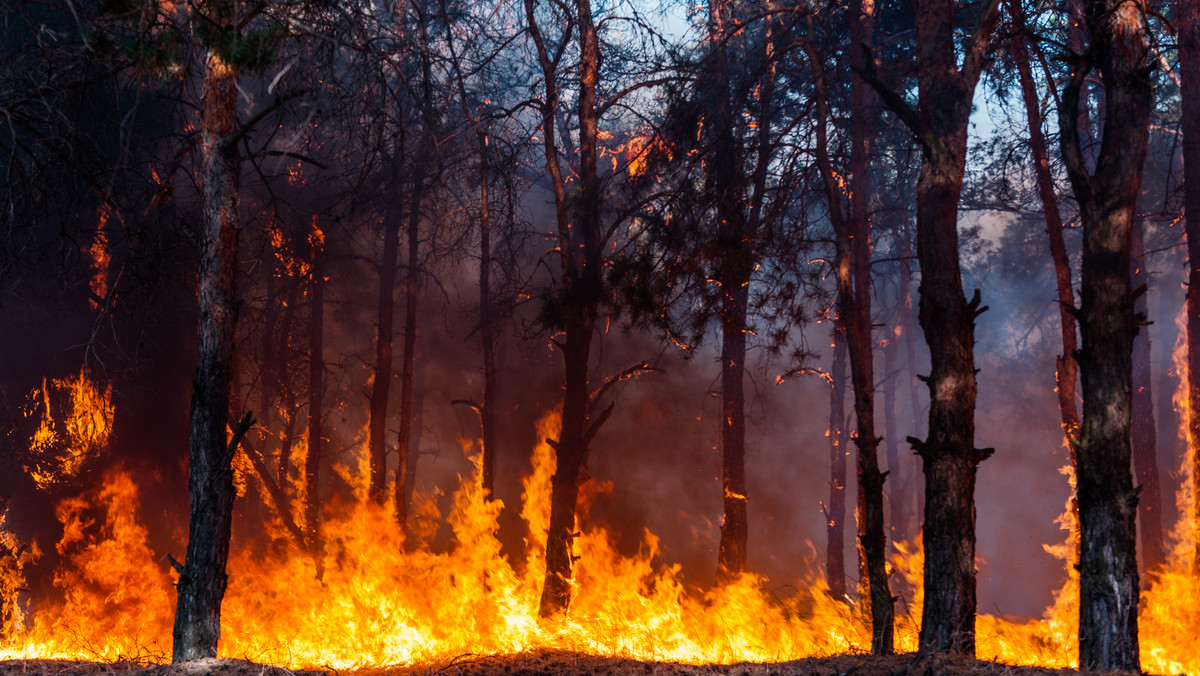 Płoną polskie lasy. W kraju obowiązuje wysoki poziom zagrożenia pożarowego