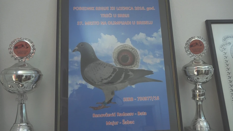 Golub iz Majura 37. na Olimpijadi