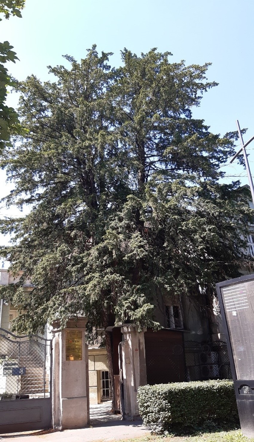 Stablo tise u ulici Miroslava Antića